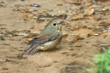 snowy-browed flycatcher or Ficedula hyperythra seen in Karimganj, Assam, India
