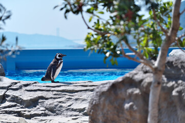 Obraz premium 動物園のマゼランペンギン