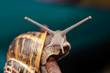 Macro Close-Up of a Snail at the Tip of a Branch with a Colorful Backgroun