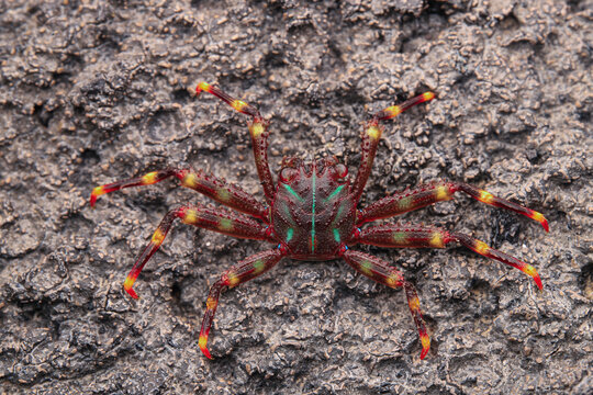 Macro Close-Up of a Spider Crab on a Textured Grey Rock