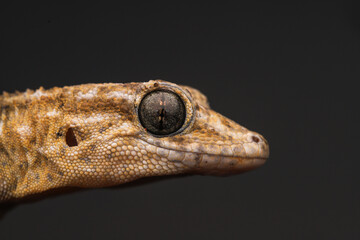 Close-Up of a Gecko with Striking Eyes Against a Dark Background