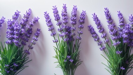 Obraz premium Lavender close-up. Individual lavender blossoms. Cluster of lavender. Set against a background. Entire depth of field.