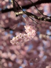 cherry blossom in spring
