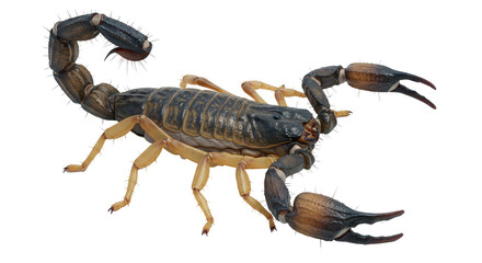 Isolated Scorpion with Claws