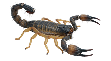 Isolated Scorpion with Claws
