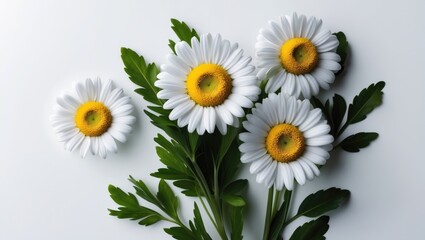 Obraz premium Lovely white Daisy separated from the background. Detailed view of Chamomile featuring green leaves.
