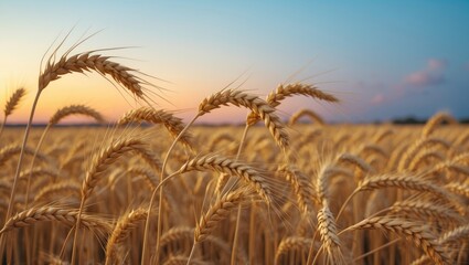 Wheat Ears Moving Gently in Slow Motion