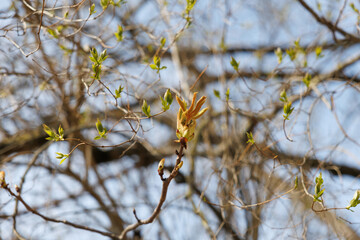 Horse chestnut buds opening on tree branch in early spring. Macro photography with natural background. Springtime holidays. Design for postcard, greeting card, wallpaper, banner. Macro shot