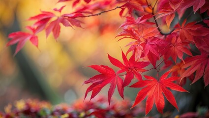 Autumn leaves. Fall period. Colorful foliage. Natural scenery.