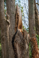 a severely damaged tree trunk in a wooded area.