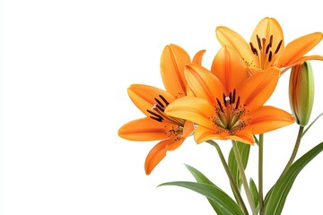 Vibrant orange lilies against white