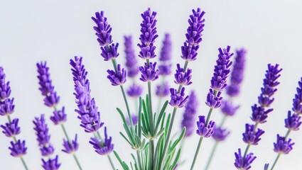 Naklejka premium Lavender flower isolated on a white background, macro shot.