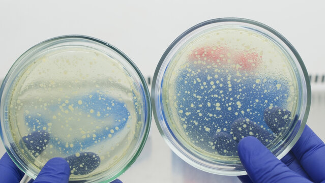 Two petri dishes with bacteria in the hands of a scientist, comparing the growth of bacteria between petri dishes.