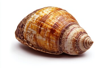 Obraz premium Detailed snail shell