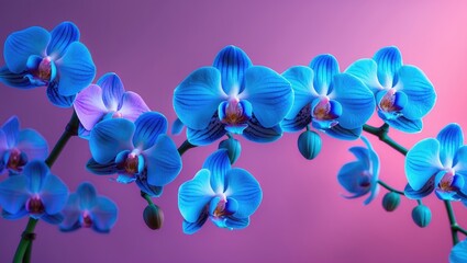 Fototapeta na wymiar Stunning blue orchid blossom against a pink backdrop, close-up