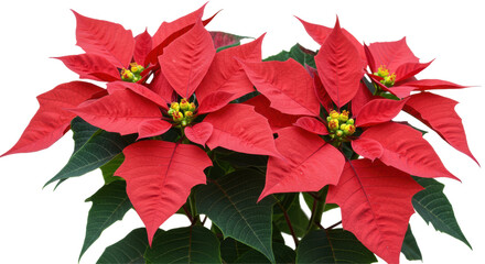 Isolated Poinsettia