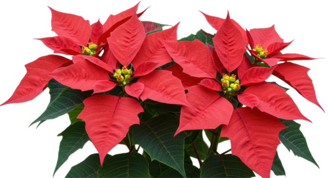 Isolated Poinsettia