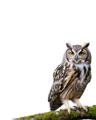 Naklejka premium Long eared owl perched on a branch covered with moss, isolated on transparent background, perfect for photo editing and compositing