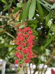red berries on a bush