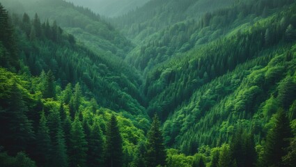 Obraz premium Park hills featuring close-up tall pine trees. Abundant cedar woods. High fir trees and forest scenery. Fresh green pine forest thriving on the mountainside.