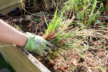 Hand in glove pulling weeds out of a raised bed in a garden or yard.