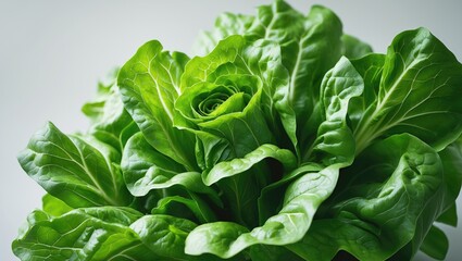 Lettuce leaves set against a backdrop