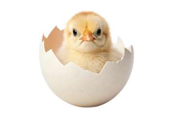 Newborn chick emerging from egg showcasing the miracle of life in nature's cycle