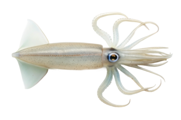 Unique underwater creature showcasing a squid with intricate features and fine details for educational and marine design projects