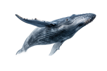 Humpback whale breaching in the ocean, showcasing grace and power during migration season for marine wildlife enthusiasts