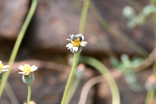 Tridax procumbens flowers. Its common names &nbsp;coatbuttons, tridax daisy, Dagdi pala and Nuke noh grass. This is a species of flowering plant in the&nbsp;daisy family. 