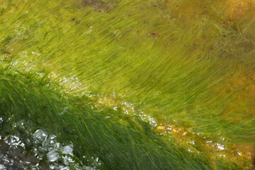 Algae in stagnant water.  Background and surface texture.