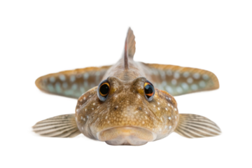 Unique freshwater fish with distinct patterns and vibrant colors lying flat on a surface