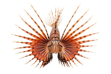 Captivating display of a lionfish showcasing its vibrant colors and unique fin structure in an underwater environment for marine conservation purposes