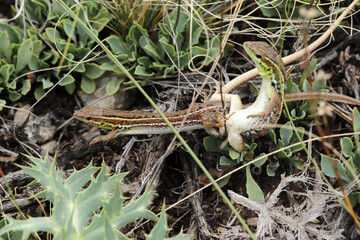 Two lizards mating. Animal background