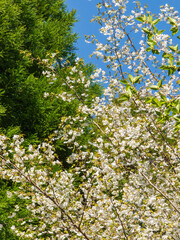 春の山から　葉桜と杉07