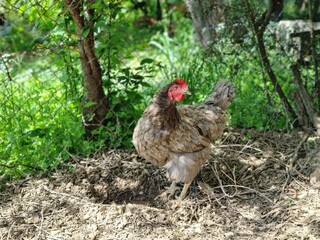 Free-Range Chicken in Garden