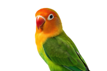 Colorful lovebird perched gracefully with vibrant plumage and captivating expression for animal lovers and bird enthusiasts