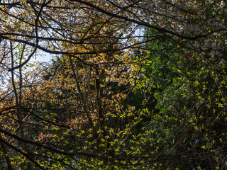 森で日差しを受ける木の葉02