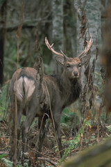 森の中のエゾシカ