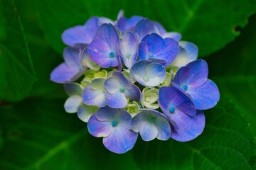 咲き始めた、アジサイの花
