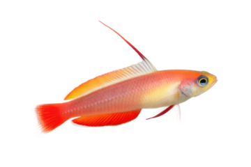 Vibrant freshwater fish swimming gracefully in aquatic habitat for aquarists and enthusiasts