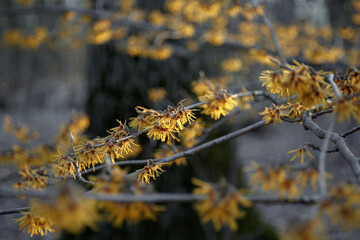 Witch hazel. Yellow flowers Hamamelis mollis in early spring. Hazel Witch deciduous shrub. Flowering branches of Witch Hazel (Hamamelis virginiana). Selective focus