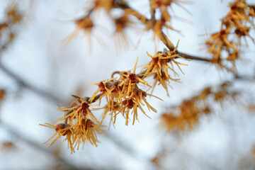 Witch hazel. Yellow flowers against the sky. Hamamelis mollis in early spring. Hazel Witch deciduous shrub. Flowering branches of Witch Hazel (Hamamelis virginiana)