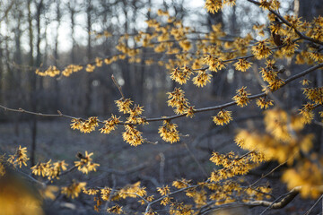 Witch hazel. Yellow flowers. Hamamelis in early spring. Hazel Witch deciduous shrub. Selective focus. Flowering branches of Hamamelis virginiana