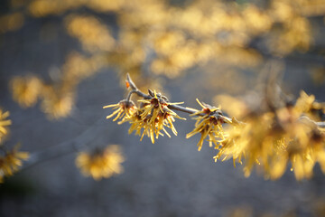 Macro Hamamelis virginiana. Witch Hazel. Close-up. Yellow and burgundy inflorescences. Hamamelis or witch hazel flower in bloom. Shrub branches with flowers without leaves. Selective focus.