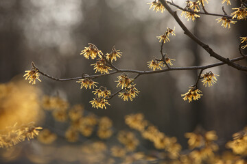 Hamamelis mollis. Witch Hazel. Yellow and burgundy inflorescences. Close-up of flowers in a sunny background light. Shrub branches with flowers without leaves. Selective focus