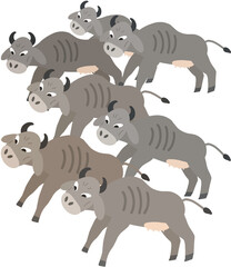 마른 소 일곱마리