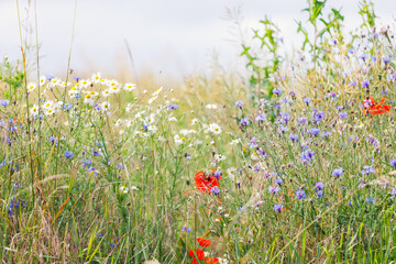 Scenic view of bright red blossoming poppy corn flowers on beautiful green wildflower grassland meadow at warm sunny sunrise or sunset morning light. Scenic nature biodiversity wild floral background