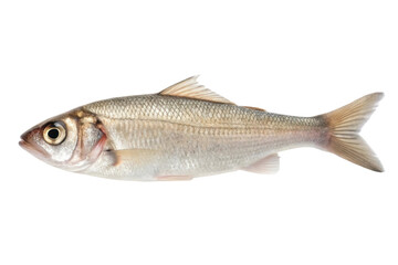 Fototapeta premium Fresh European bass ready for culinary preparation and presentation at seafood market