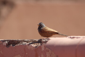 A close-up shot of a house bunting